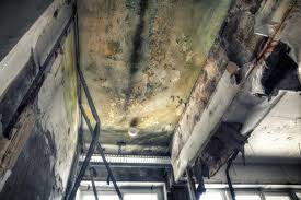 Best Black Mold Removal  in Emigsville, PA